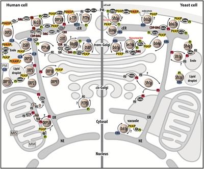 Lipid Exchangers: Cellular Functions and Mechanistic Links With Phosphoinositide Metabolism